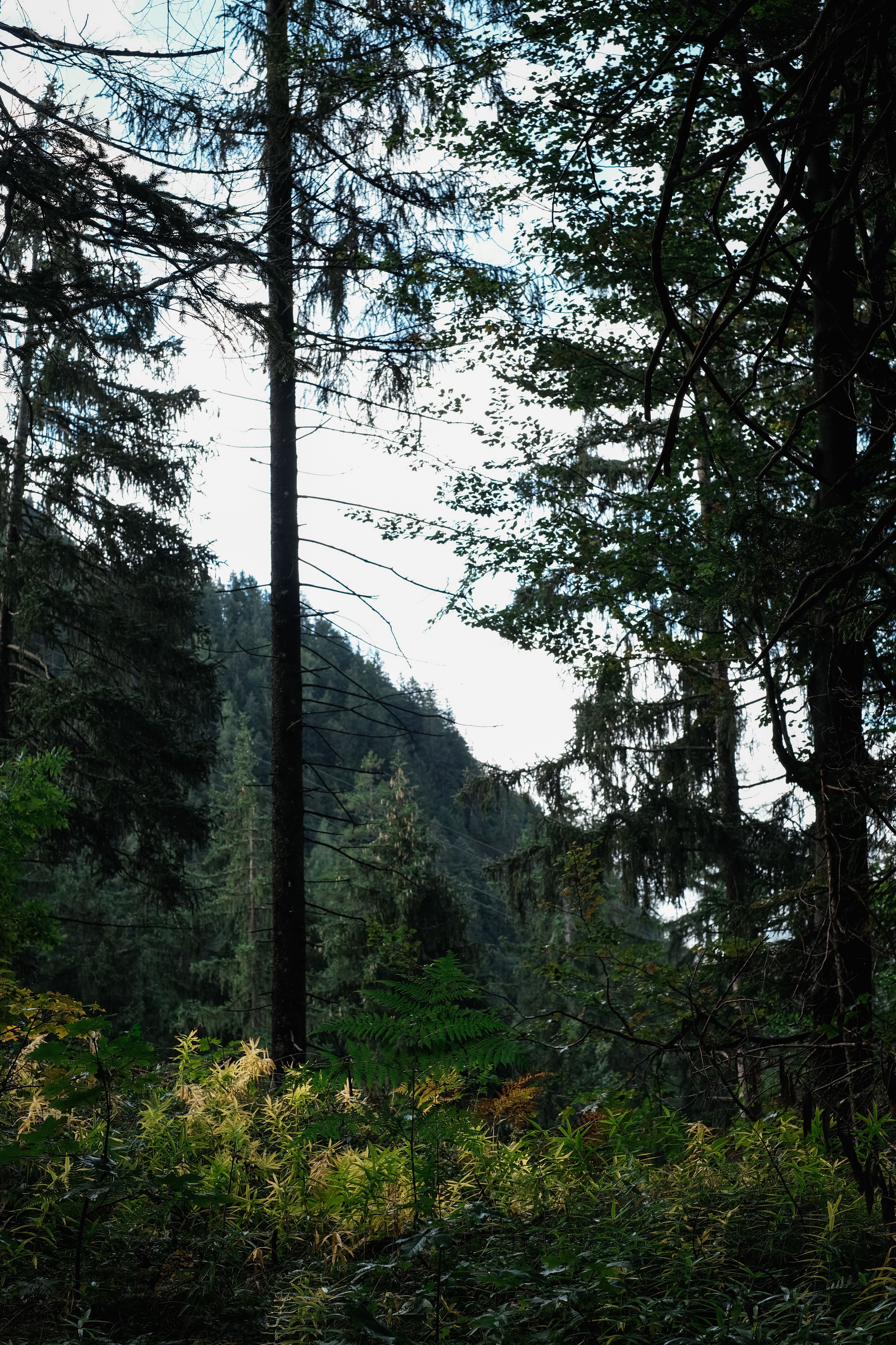 Lush Forest Landscape with Tall Trees · Free Stock Photo