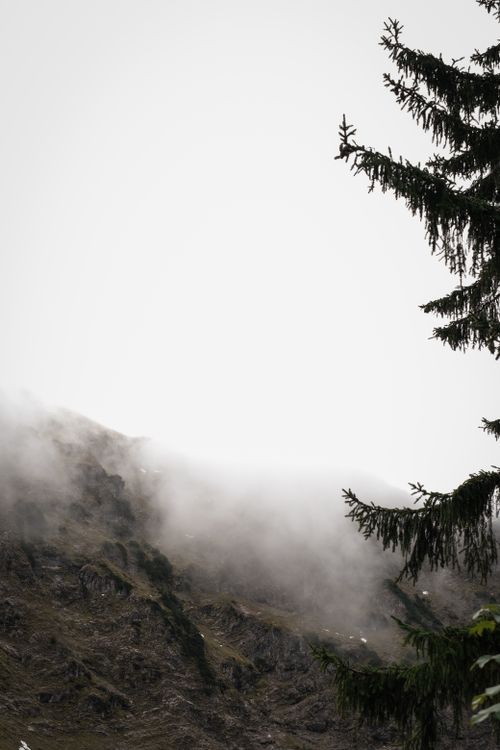 Free Serene foggy mountain scene with a prominent evergreen tree in view. Stock Photo