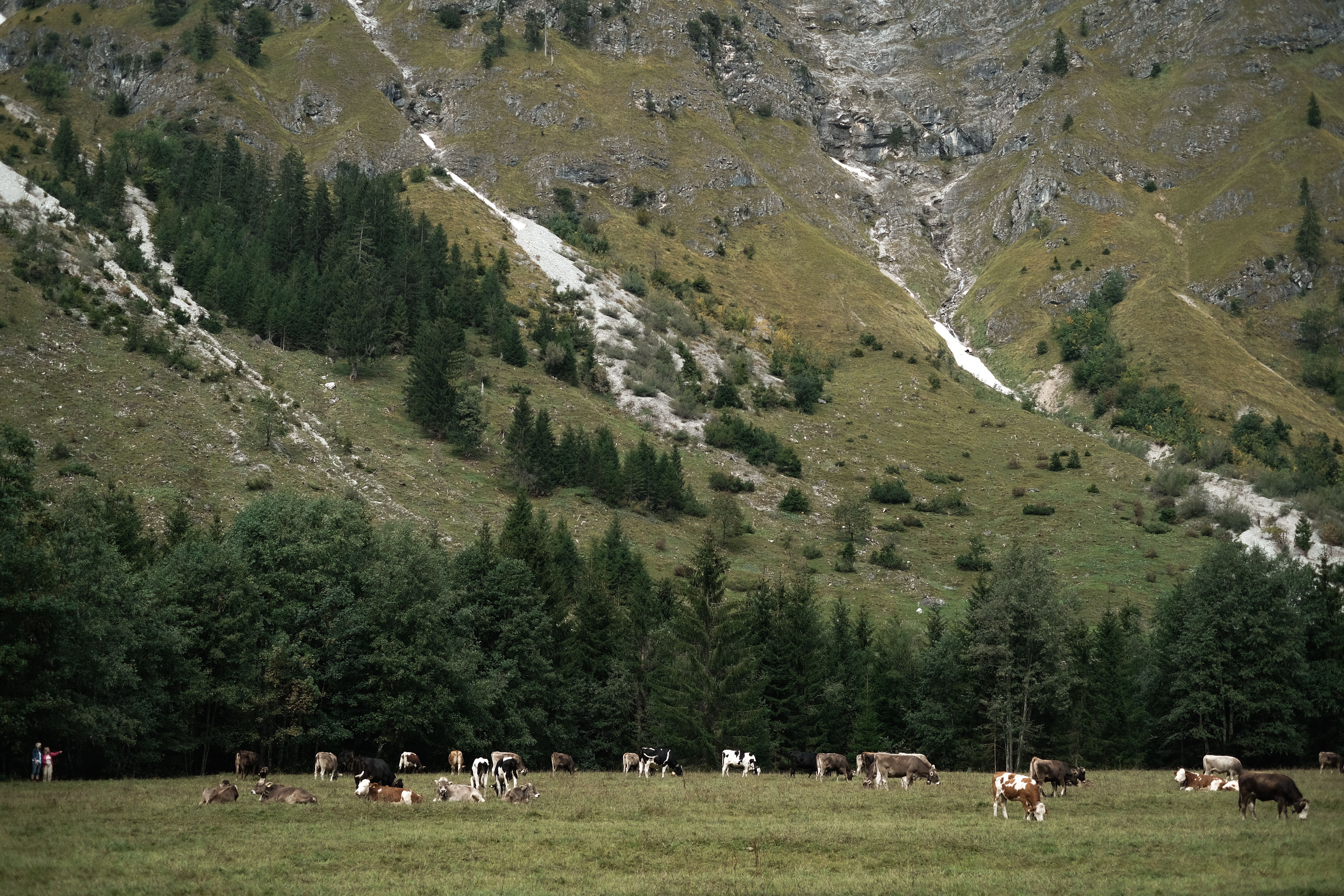 Serene Pastoral Landscape with Grazing Cattle · Free Stock Photo