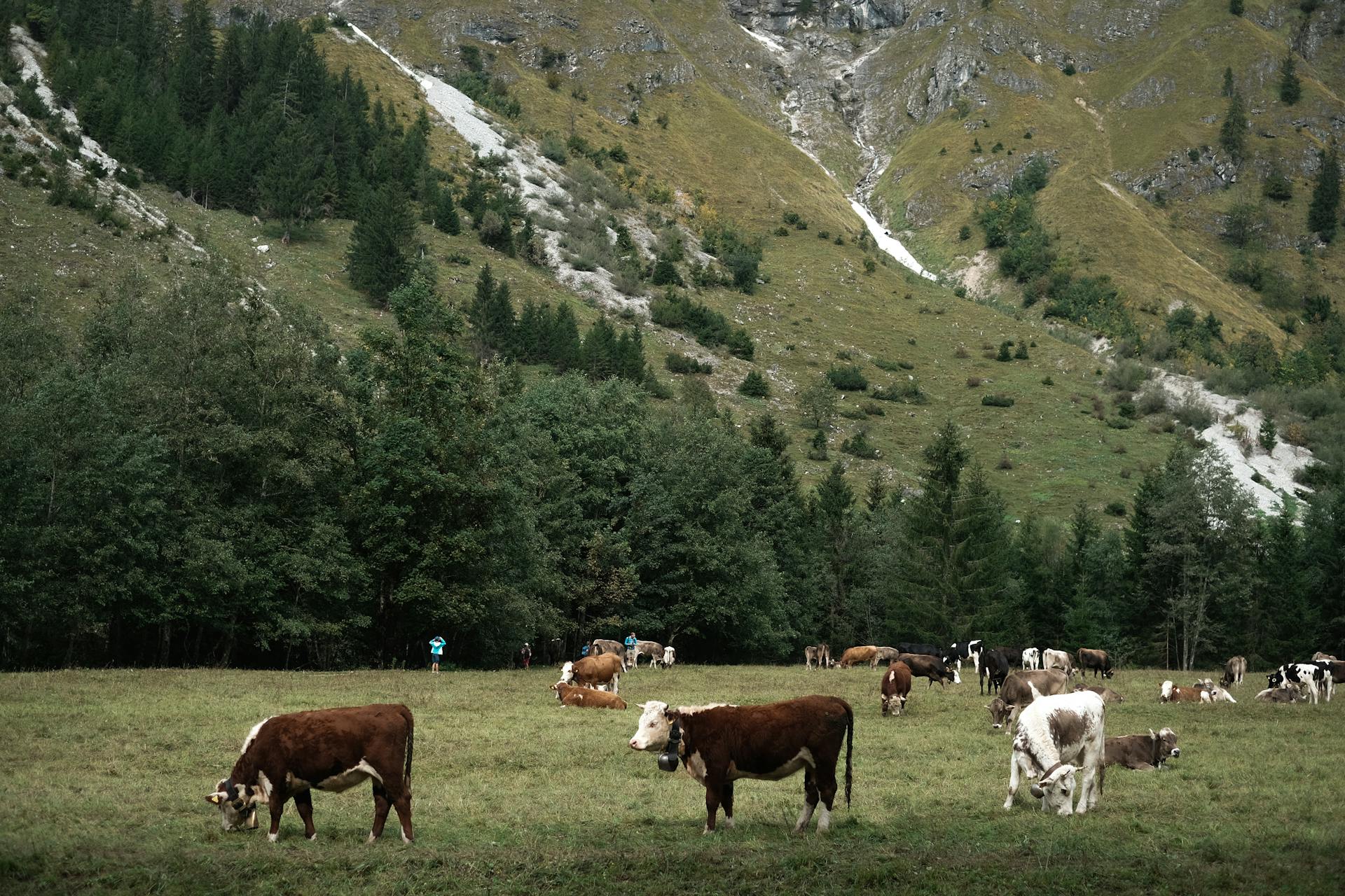 A serene landscape with cows grazing in a lush green pasture surrounded by mountains and forests.