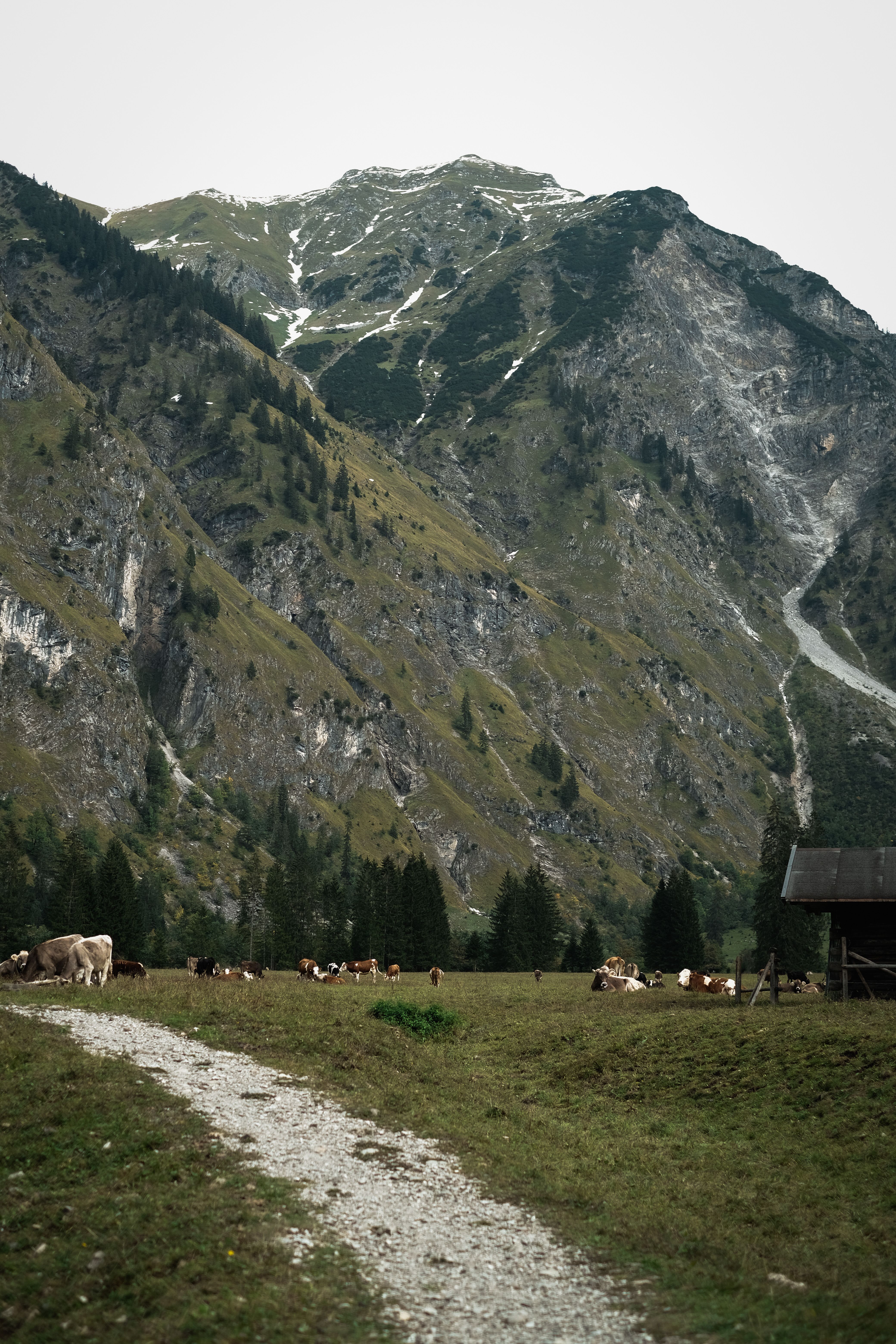 Serene Mountainous Landscape with Grazing Cows · Free Stock Photo