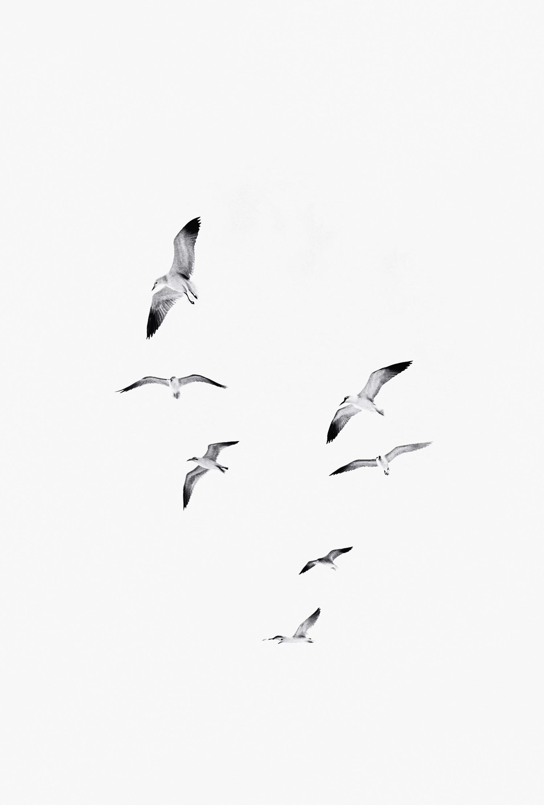 Artistic black and white photo of seagulls flying in a minimalist sky.