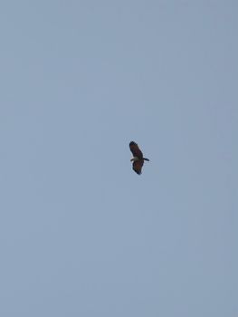 eagle photo