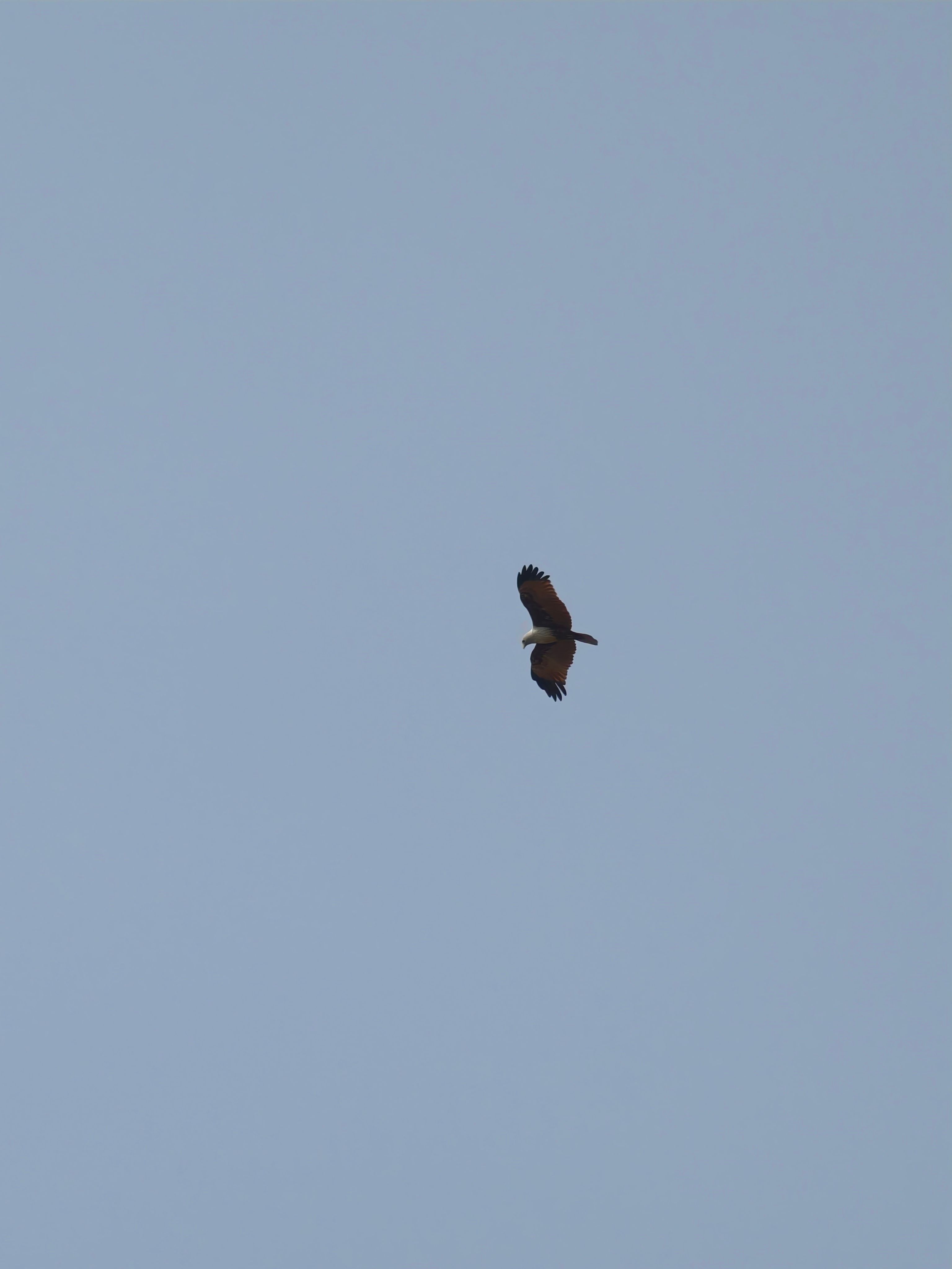 Soaring Bird Against Clear Blue Sky · Free Stock Photo