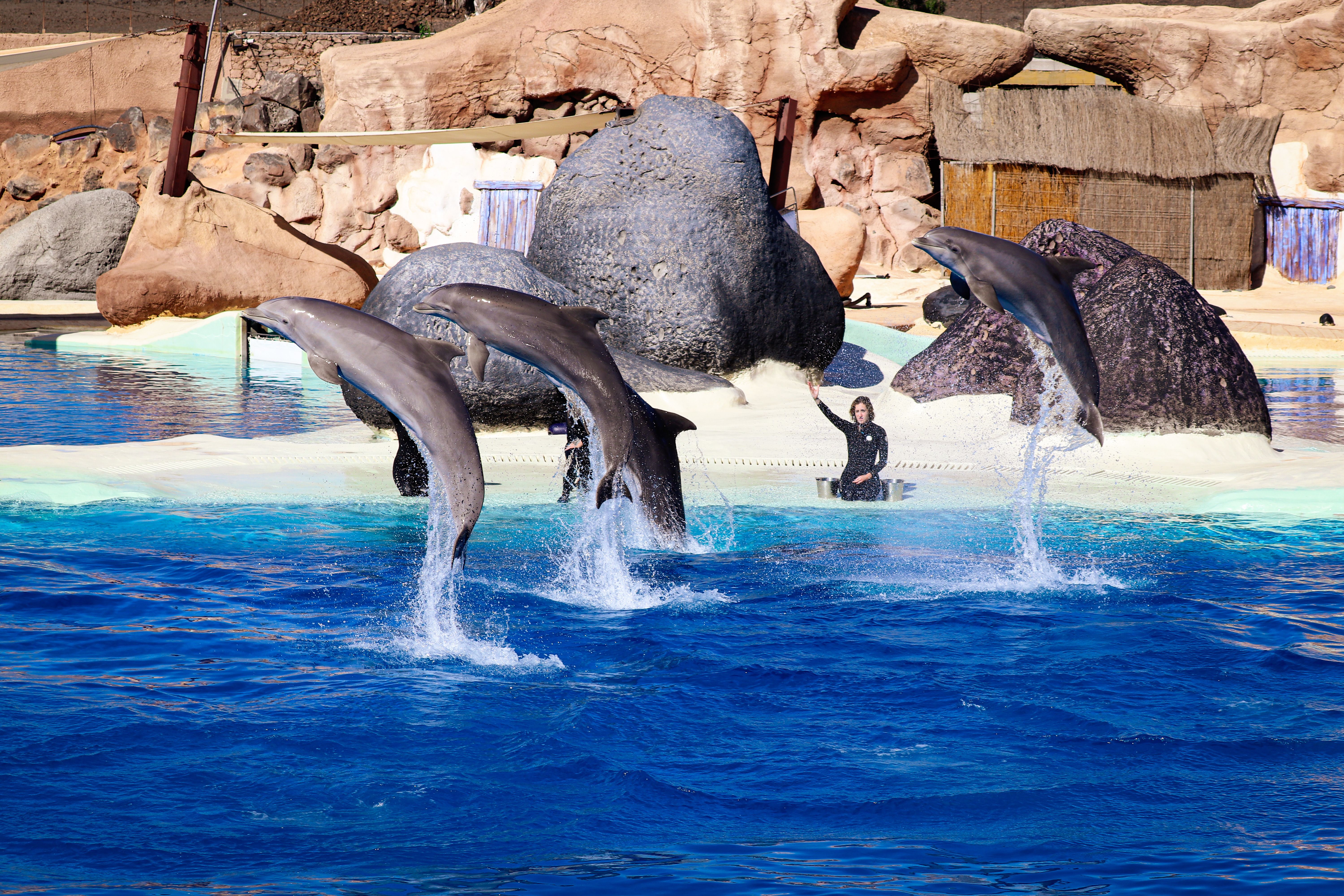 Four dolphins jumping in an outdoor aquarium with trainer, showing impressive acrobatics.