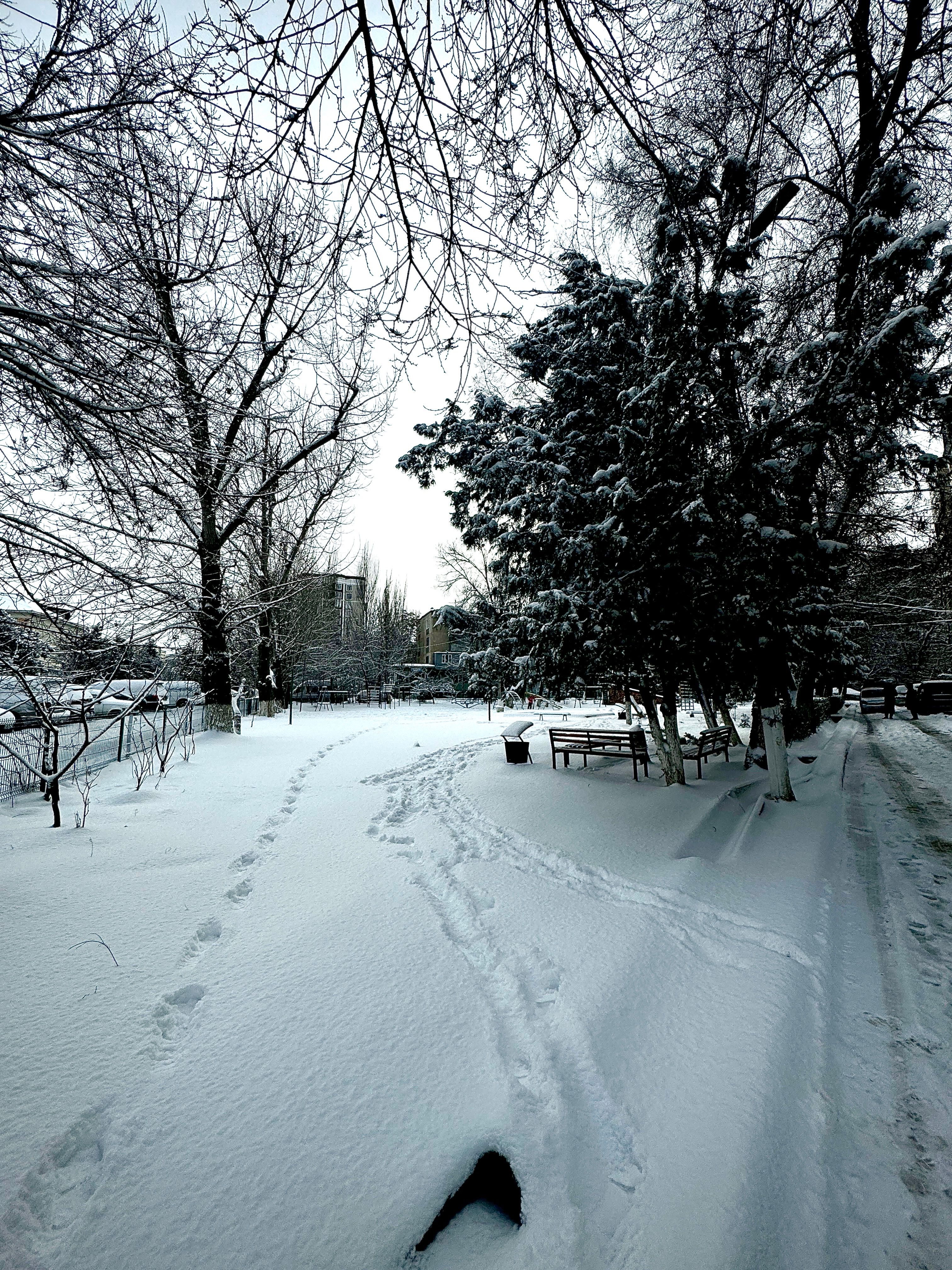 Serene Winter Landscape with Snow-Covered Pathway · Free Stock Photo