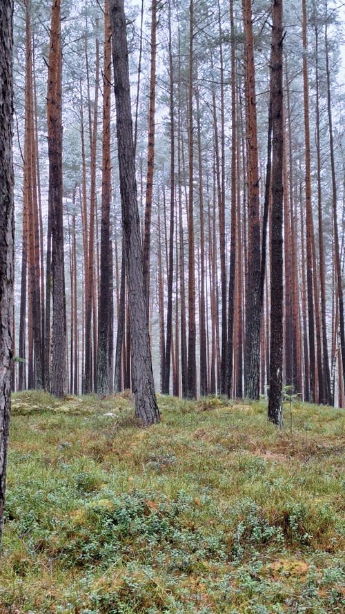 Free Captivating view of tall pine trees in a tranquil forest, perfect for nature enthusiasts. Stock Photo