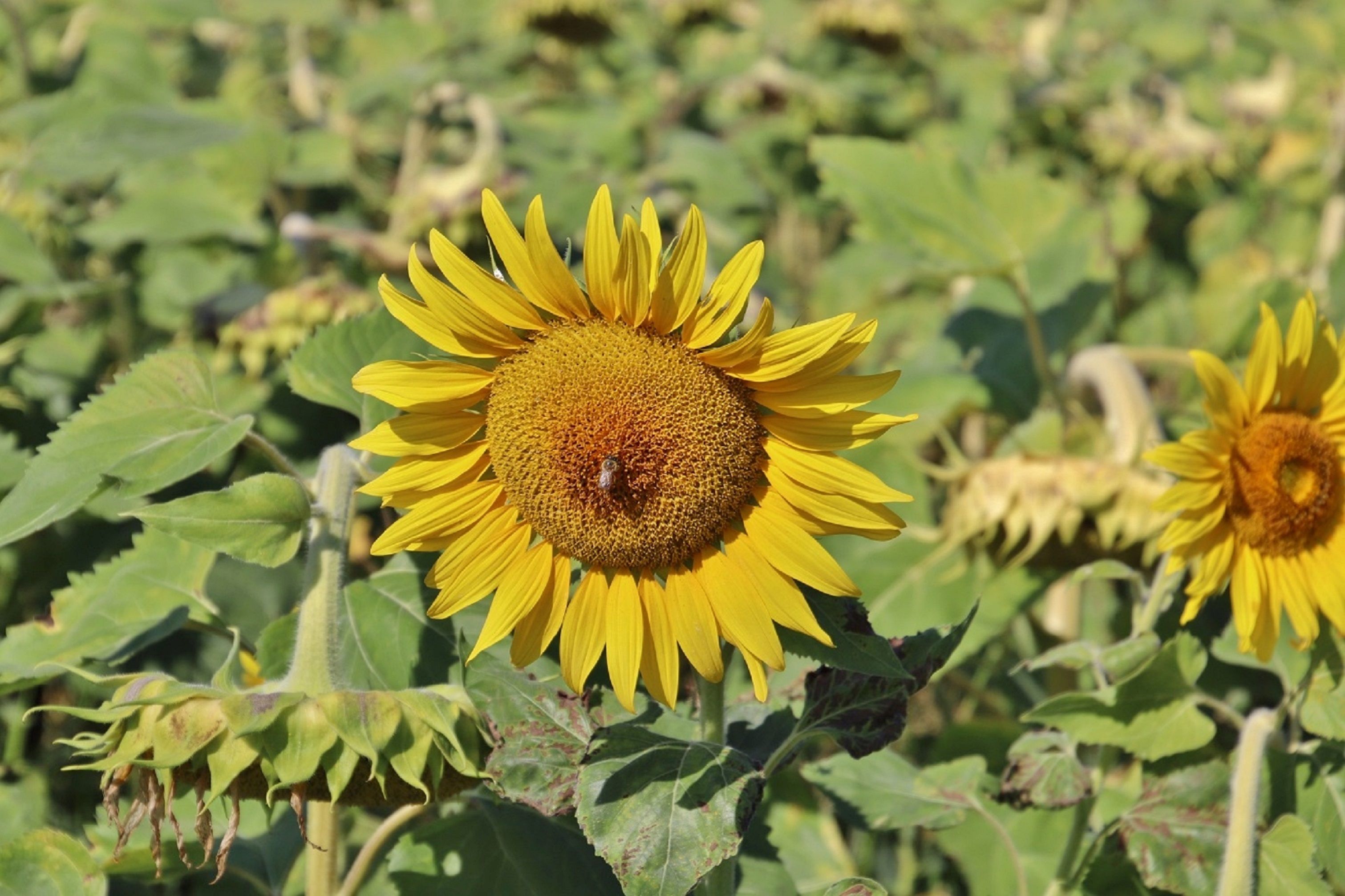 Sunflower in full bloom in Bellefontaine, France, showcasing natural beauty.