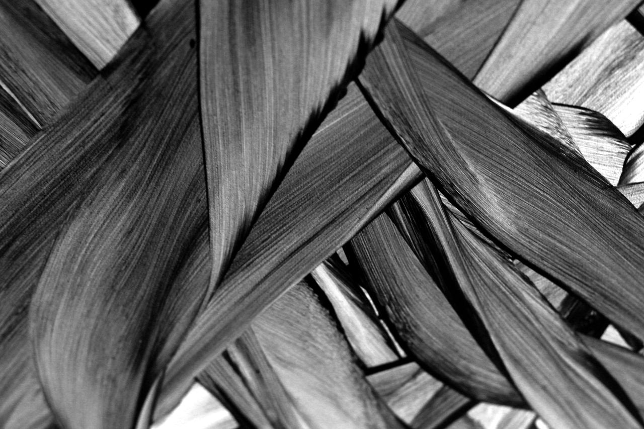 close up of monochrome palm leaf texture displaying intricate patterns