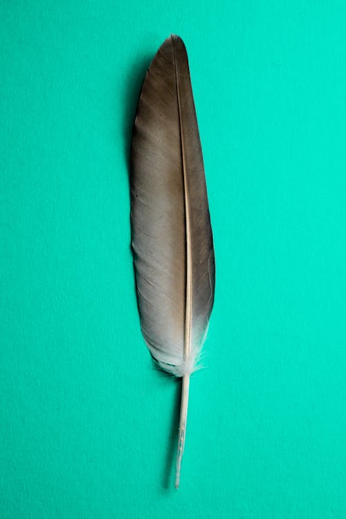 Free stock photo of feather