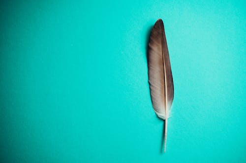 Free stock photo of feather