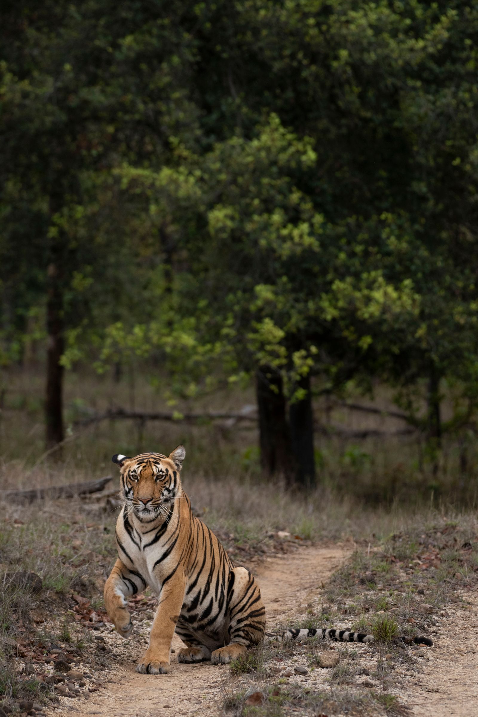 Bengal tiger, Jim Corbett National Park