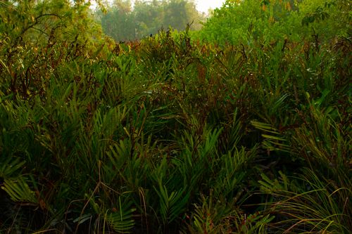 Free Tiger farm at Sundarban Stock Photo