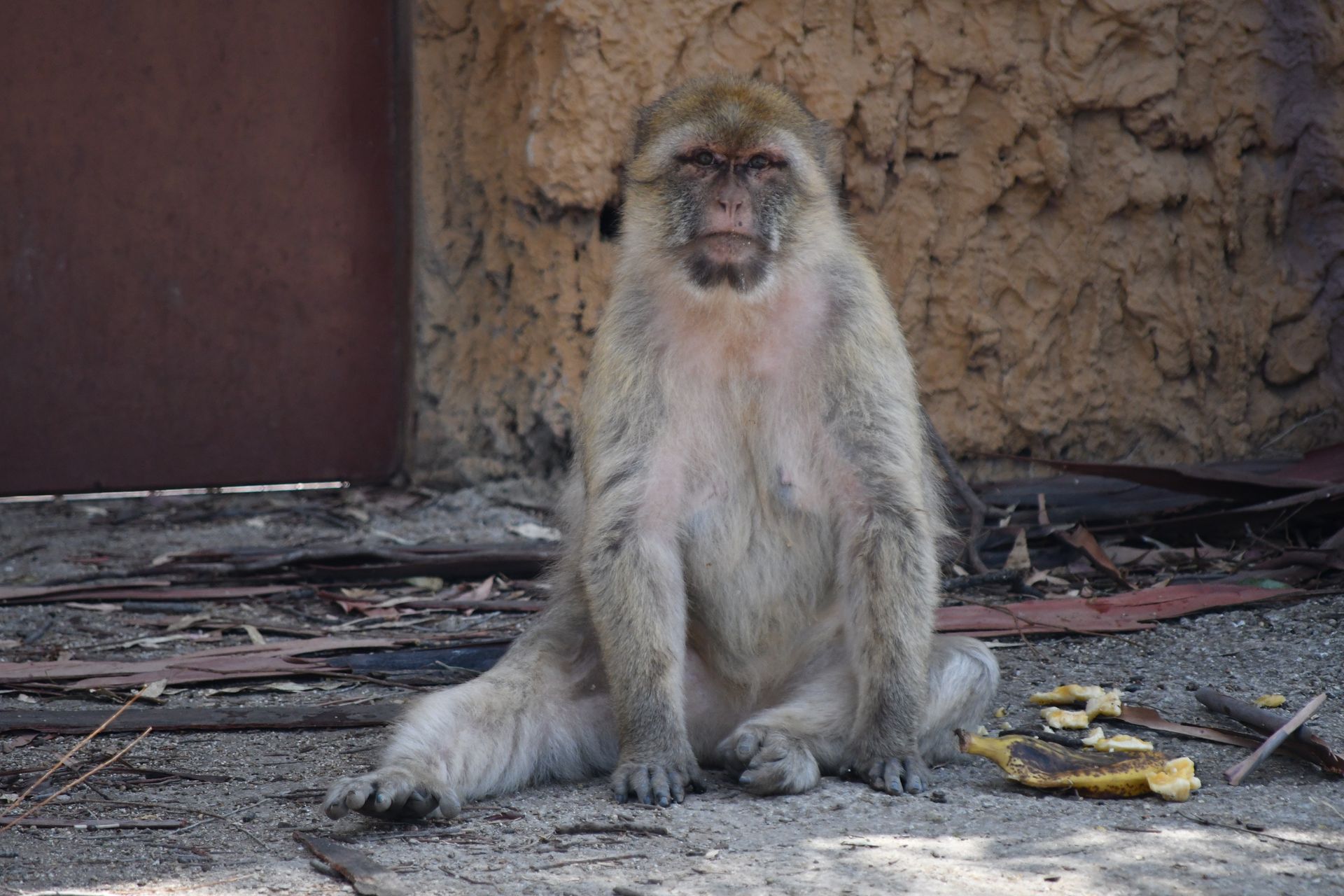 A Barbary macaque (Macaca sylvanus) relaxing outdoors with food remnants nearby.