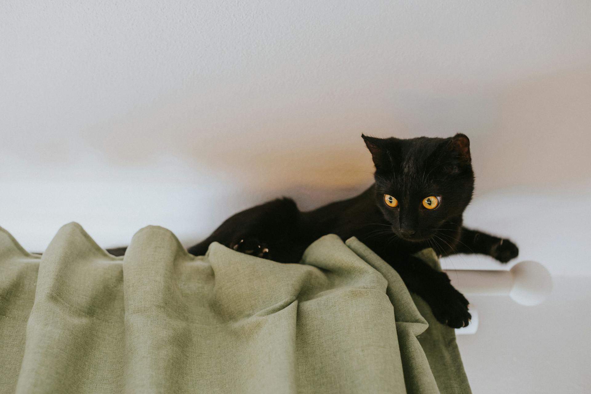 Playful black cat climbing green curtains indoors, displaying curious eyes and alert pose.