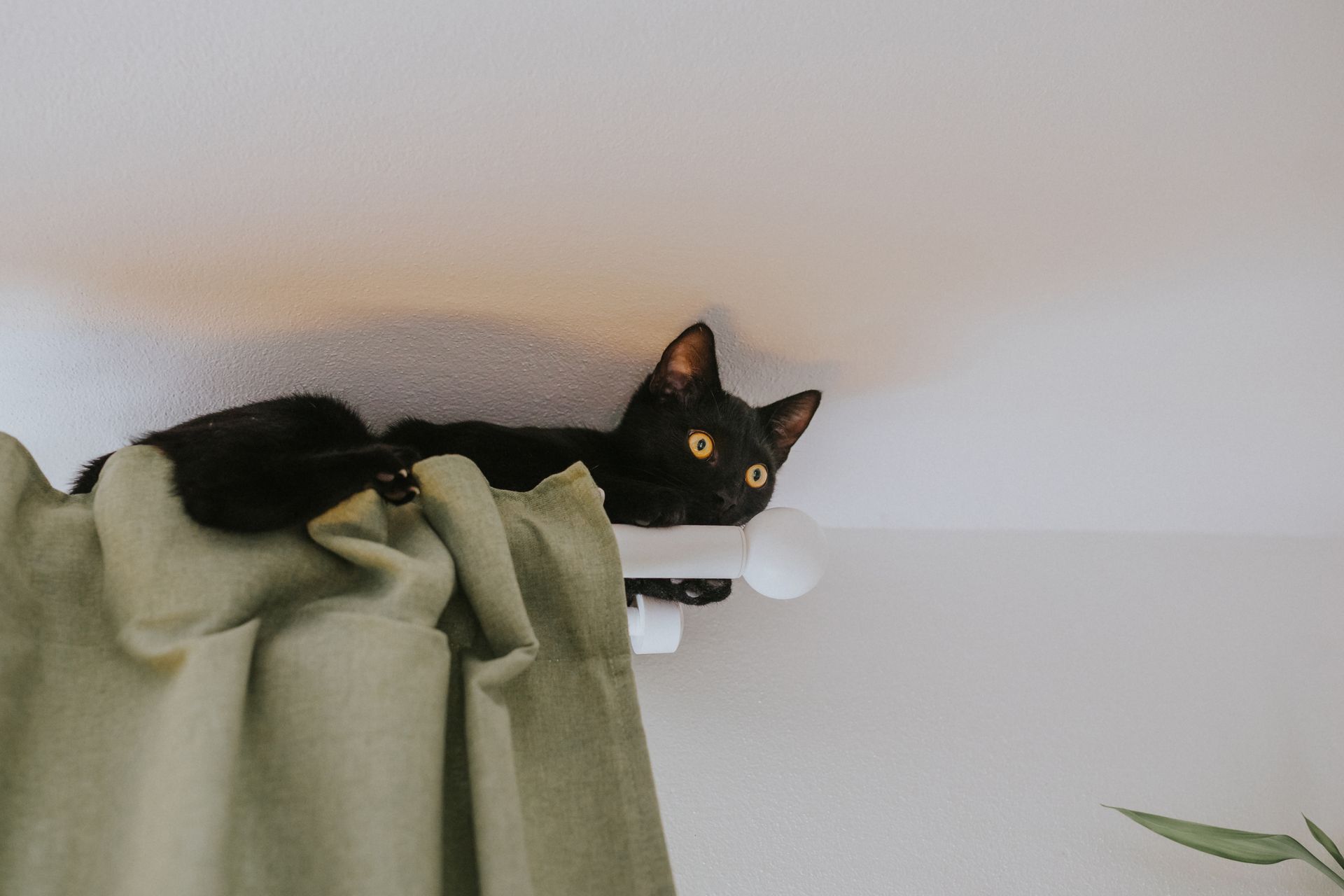 A playful black cat perched atop a curtain rod indoors, peering curiously.