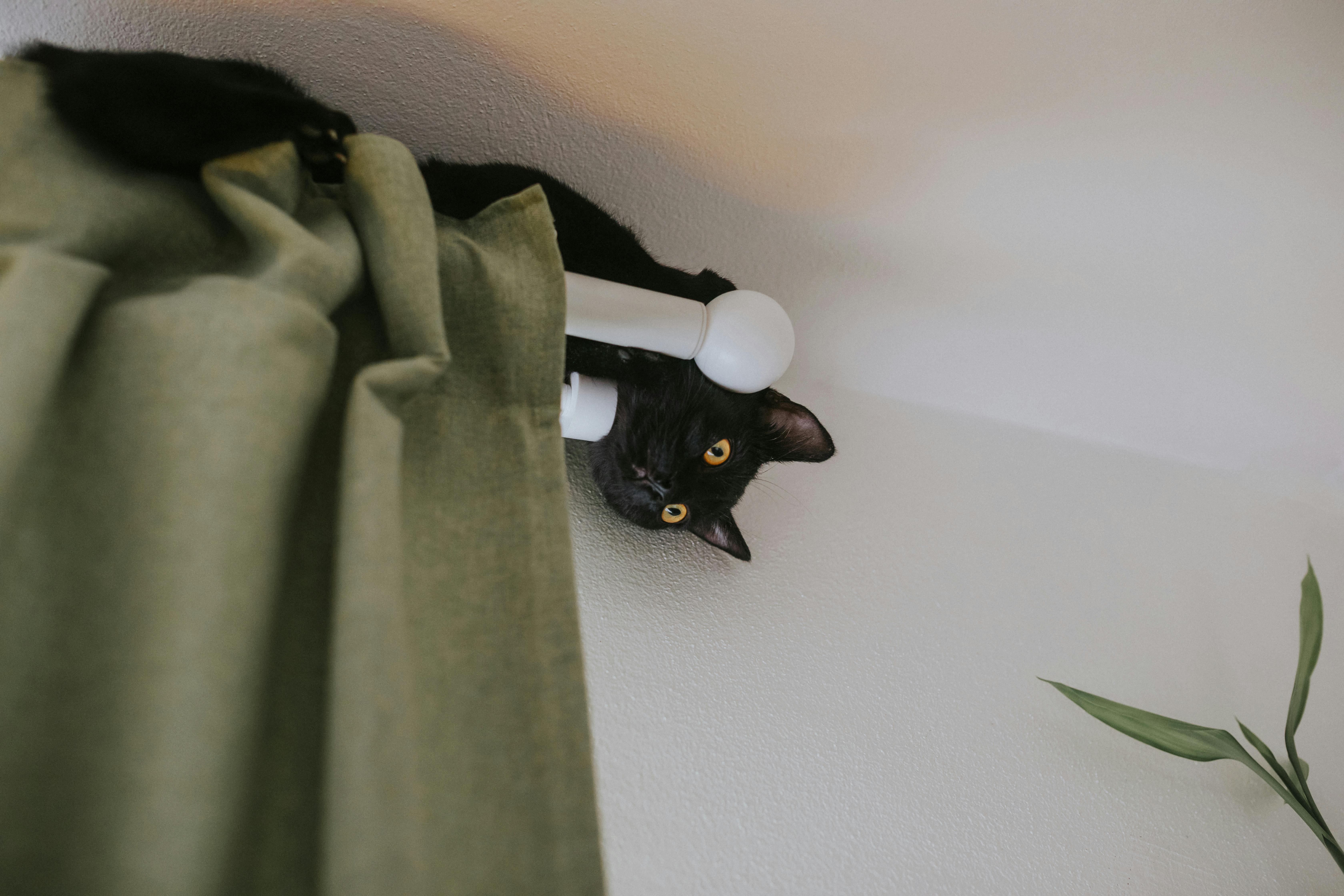 How to Create a Pet‑Proof Home for Curious Cats and Dogs — Photo by Helena Jankovičová Kováčová on Pexels