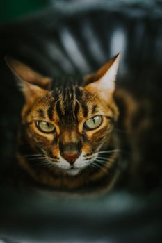 벵갈 고양이