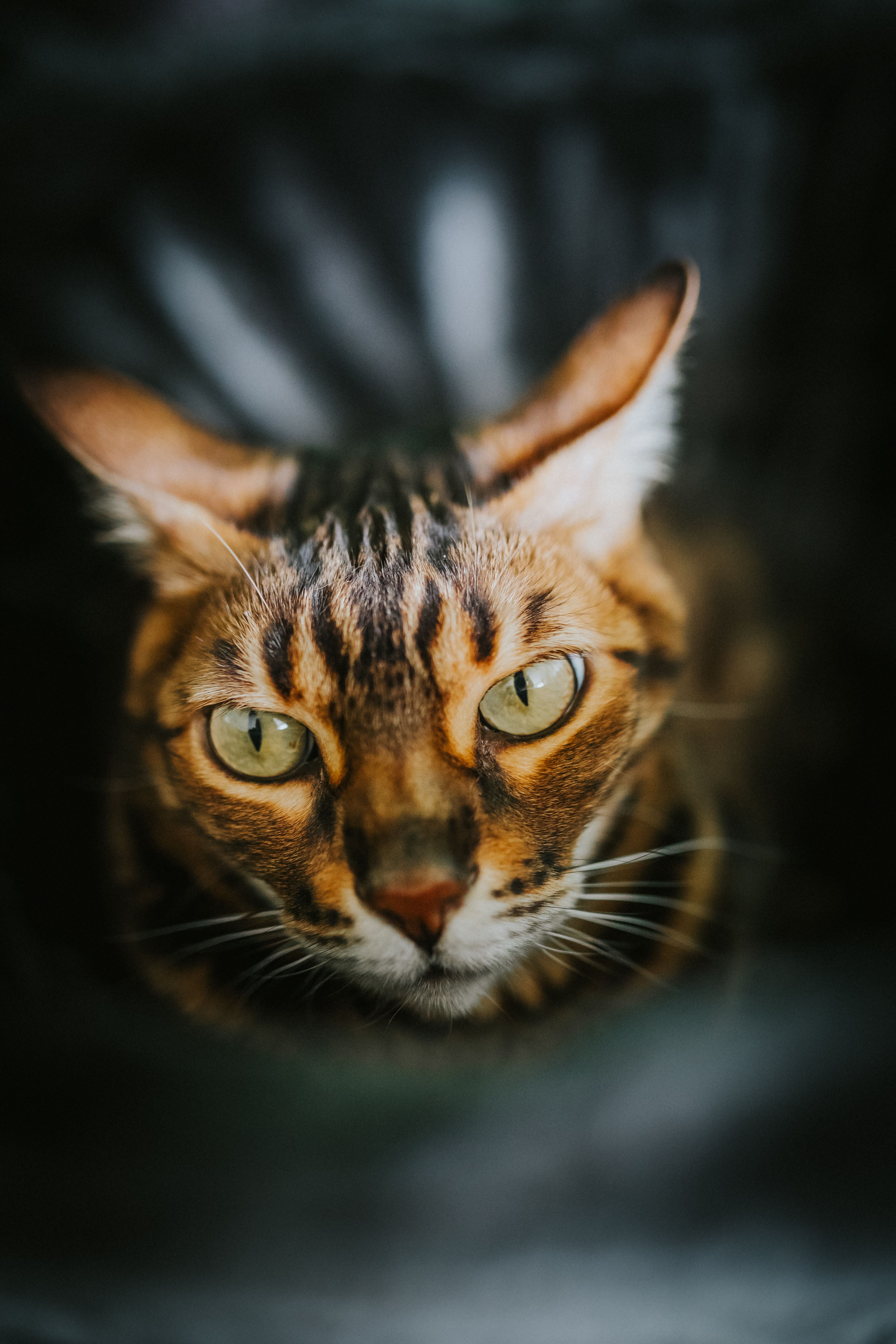 Gato Gato Bengalí