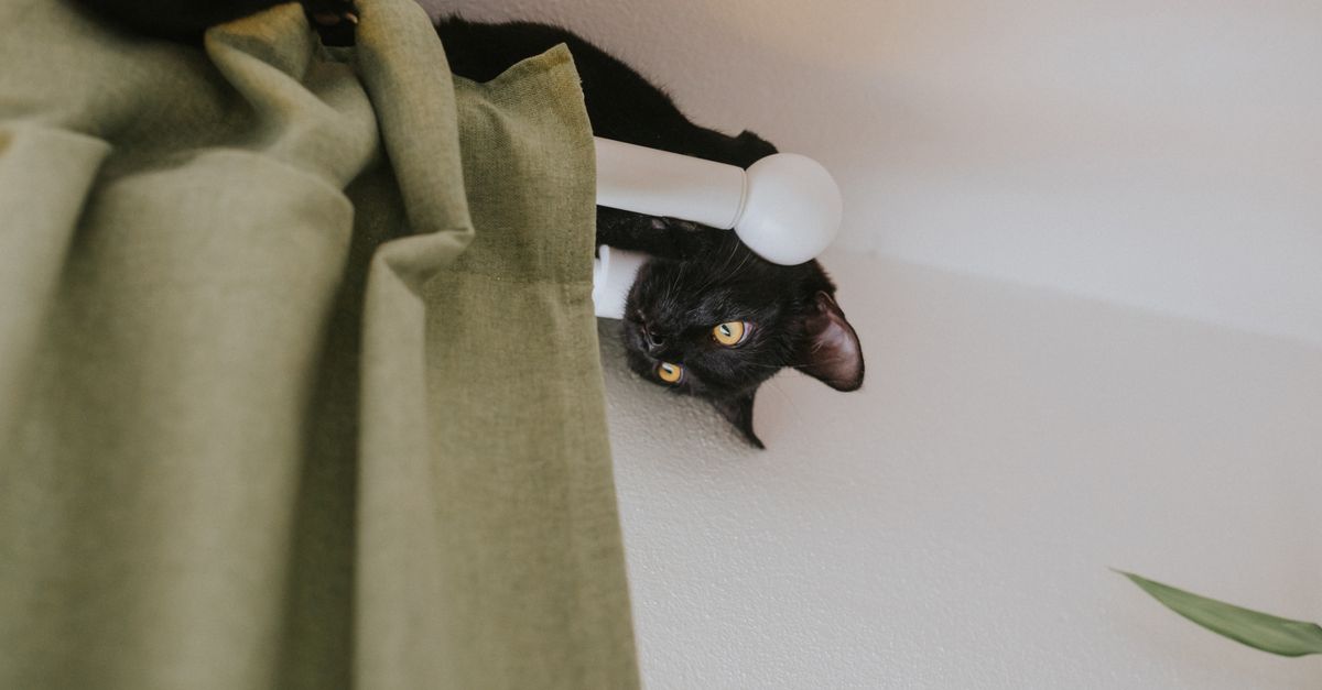 Um gato preto brincalhão está espiando de cima de uma haste de cortina dentro de uma sala com cortinas verdes.