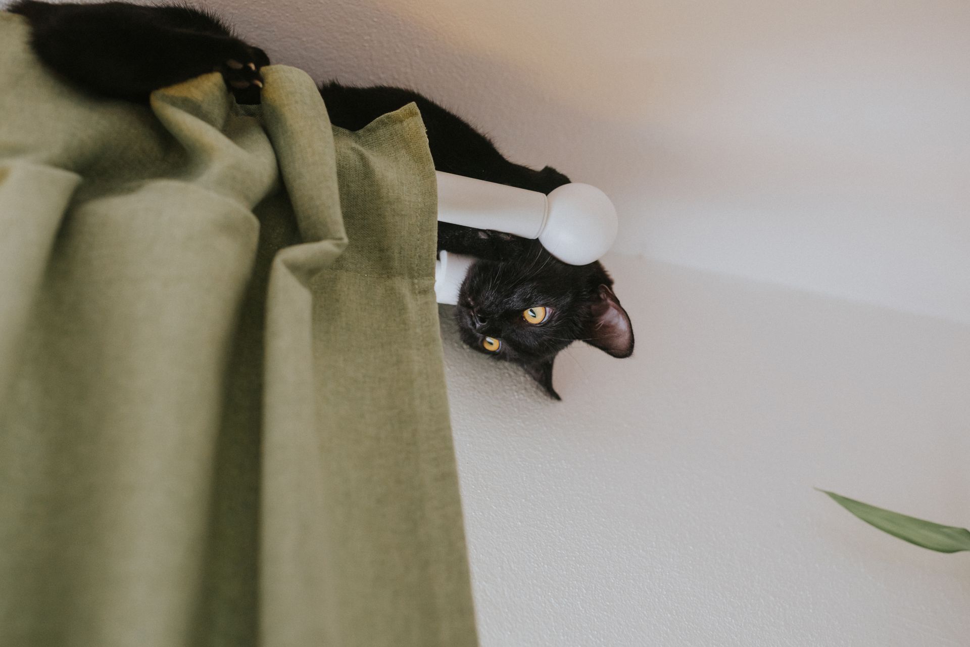 A playful black cat is peeking from atop a curtain rod inside a room with green curtains.