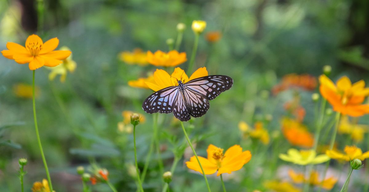 A beautiful black and white butterfly rests on vibrant yellow flowers in a lush Bangkok garden.