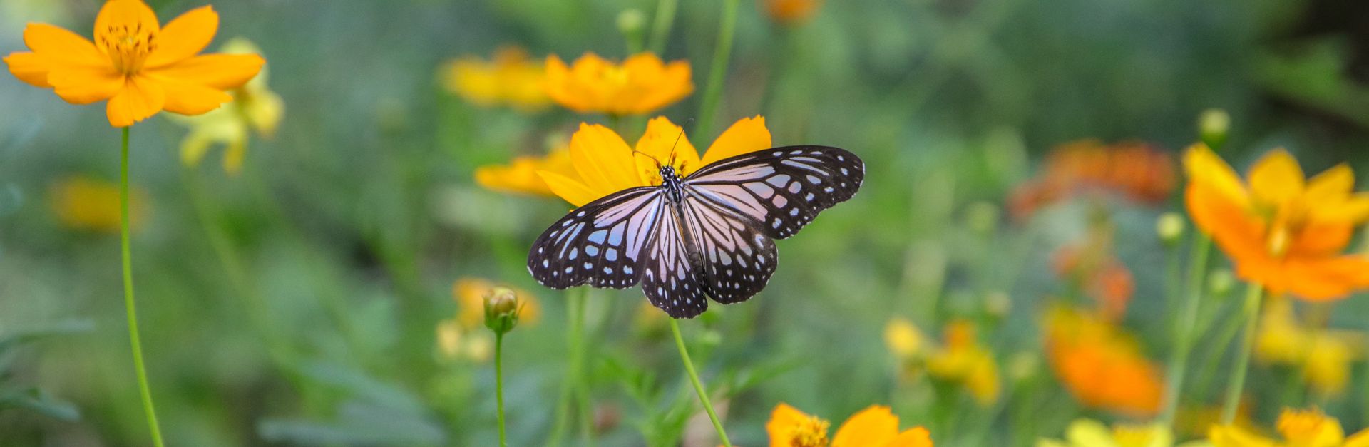A beautiful black and white butterfly rests on vibrant yellow flowers in a lush Bangkok garden.