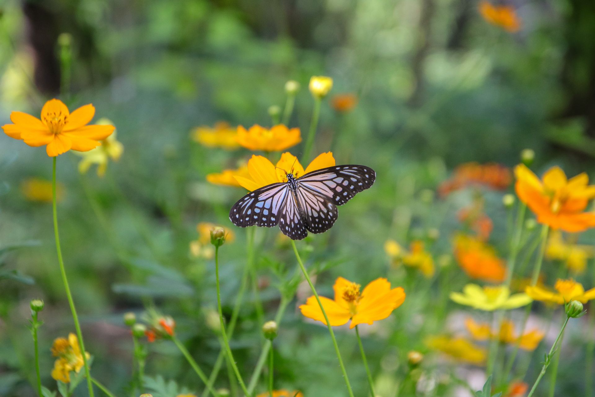 A beautiful black and white butterfly rests on vibrant yellow flowers in a lush Bangkok garden.