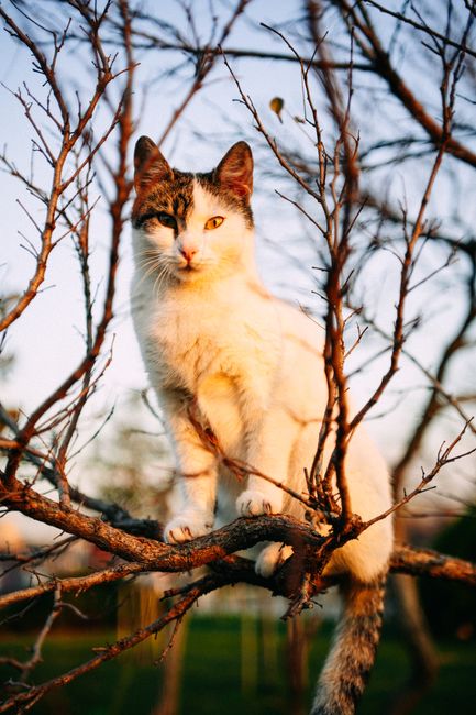 A white and gray cat perched on a tree branch outdoors during the day.