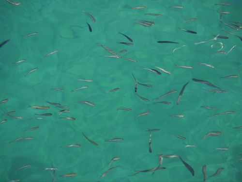 Free Aerial view of small fish swimming in calm, clear turquoise water. Stock Photo
