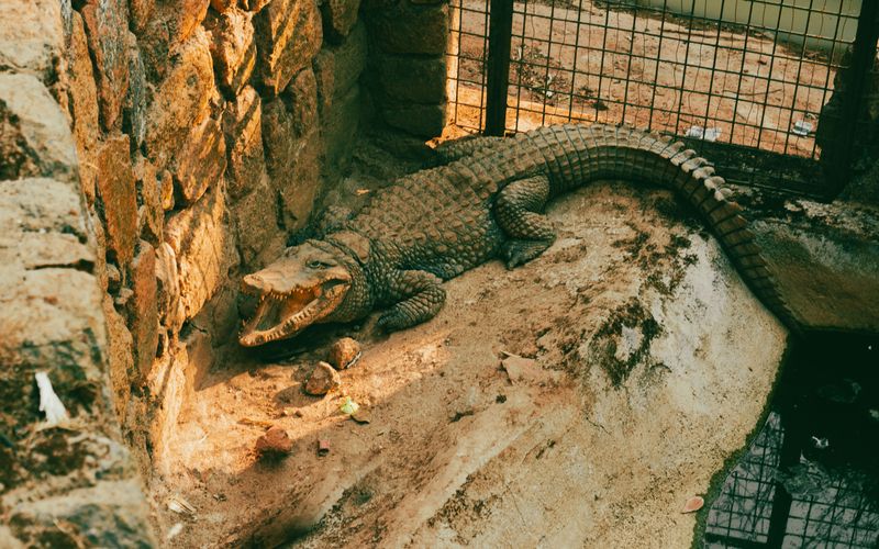 Crocodylus Park & Zoo