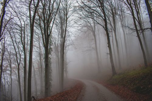 Free A foggy forest scene with a winding path in autumn's embrace. Stock Photo