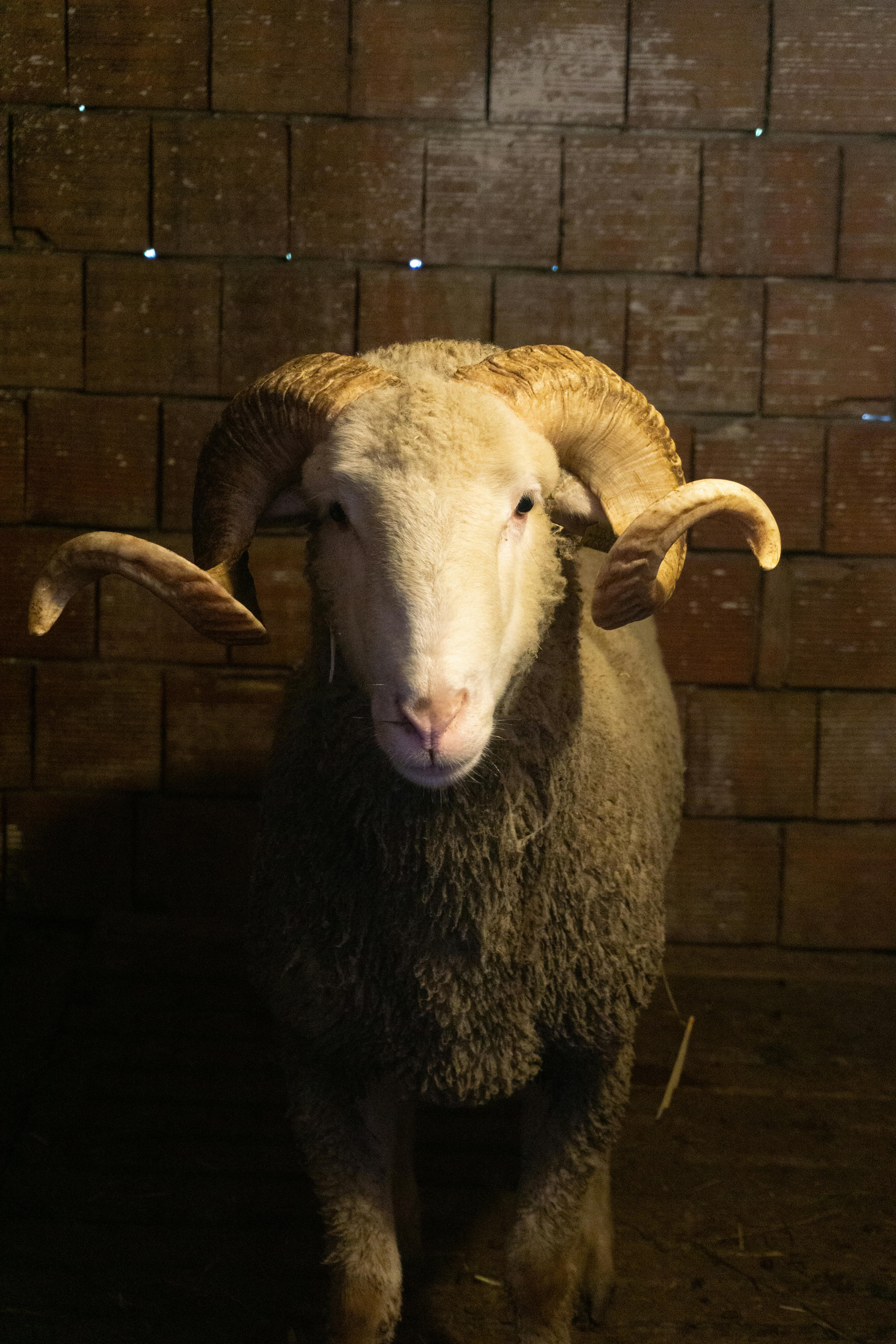 Gratuit Gros plan détaillé d'un bélier mérinos avec de grandes cornes debout dans une grange. Photos