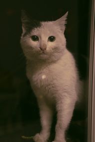 Kedim Gece Miyavlıyor ve Beni Uyandırıyor: Nedenleri ve Gece Rutinini Düzenleme Rehberi