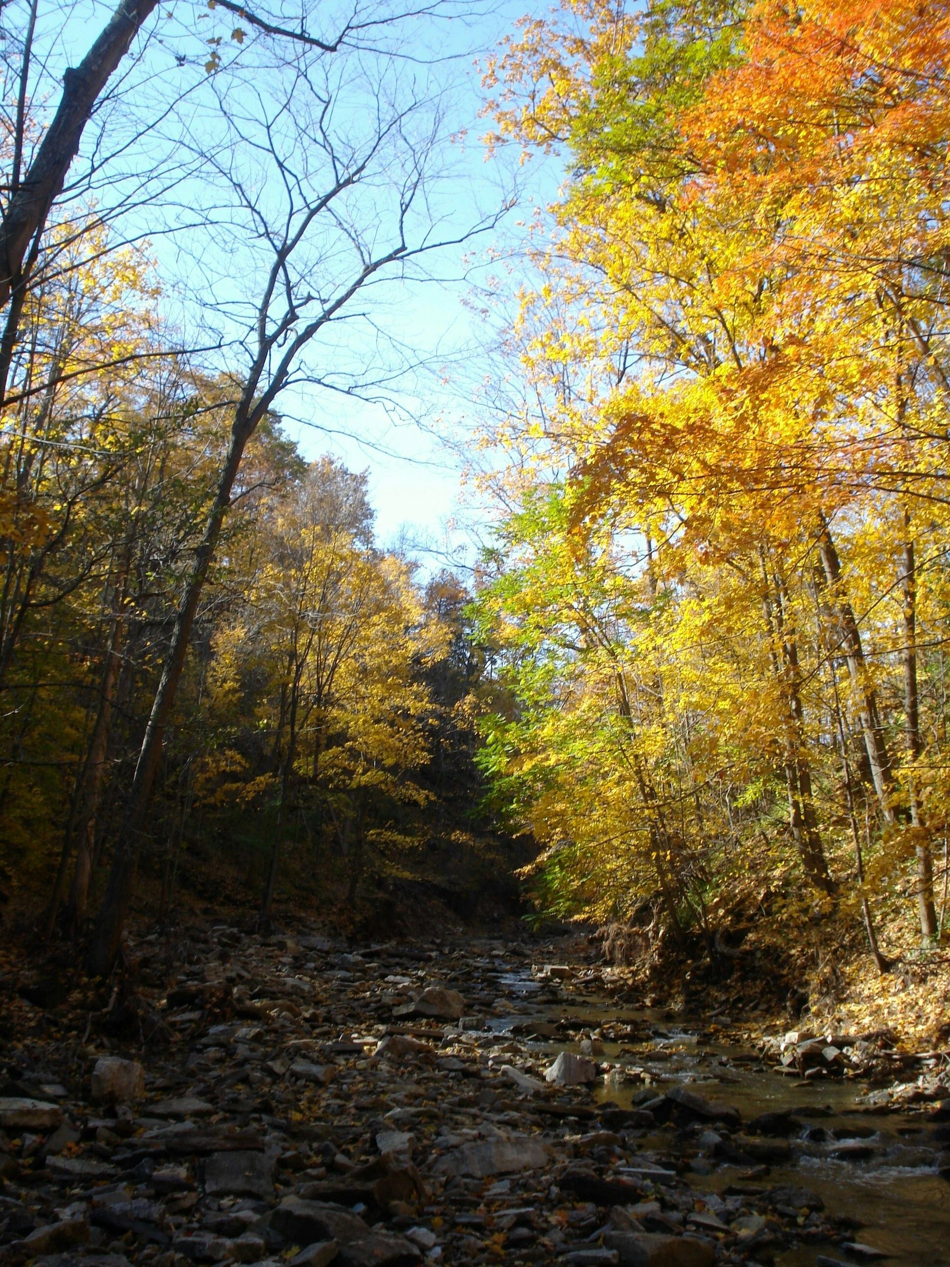 Scenic Autumn Forest with Stream and Foliage · Free Stock Photo