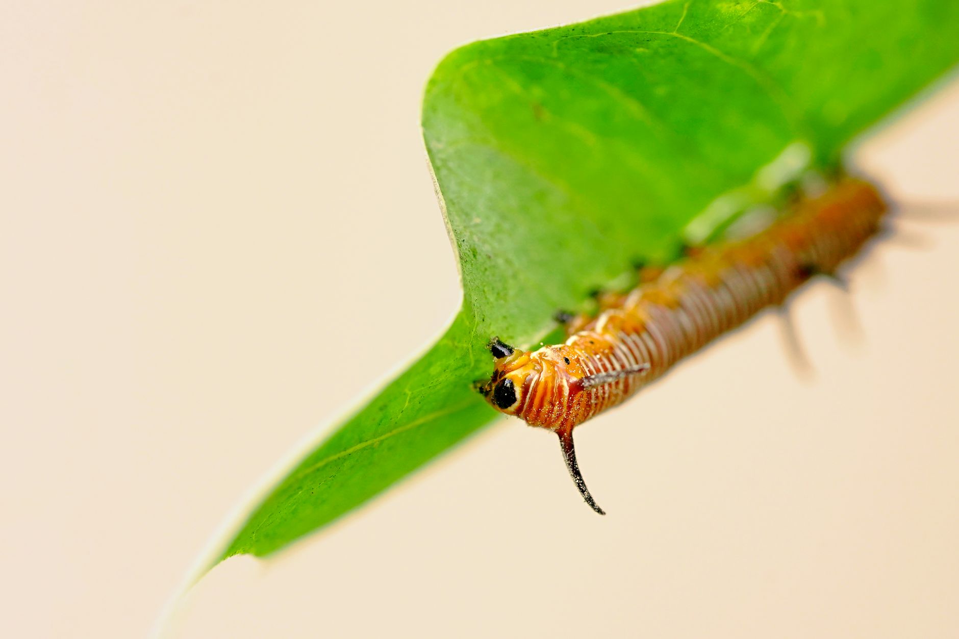 Beware of the Caterpillar: Florida's Venomous Pests on the Rise