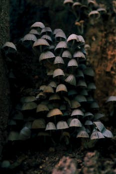 Close-up of delicate enoki mushrooms growing on a tree in Casacara, Cesar, Colombia.