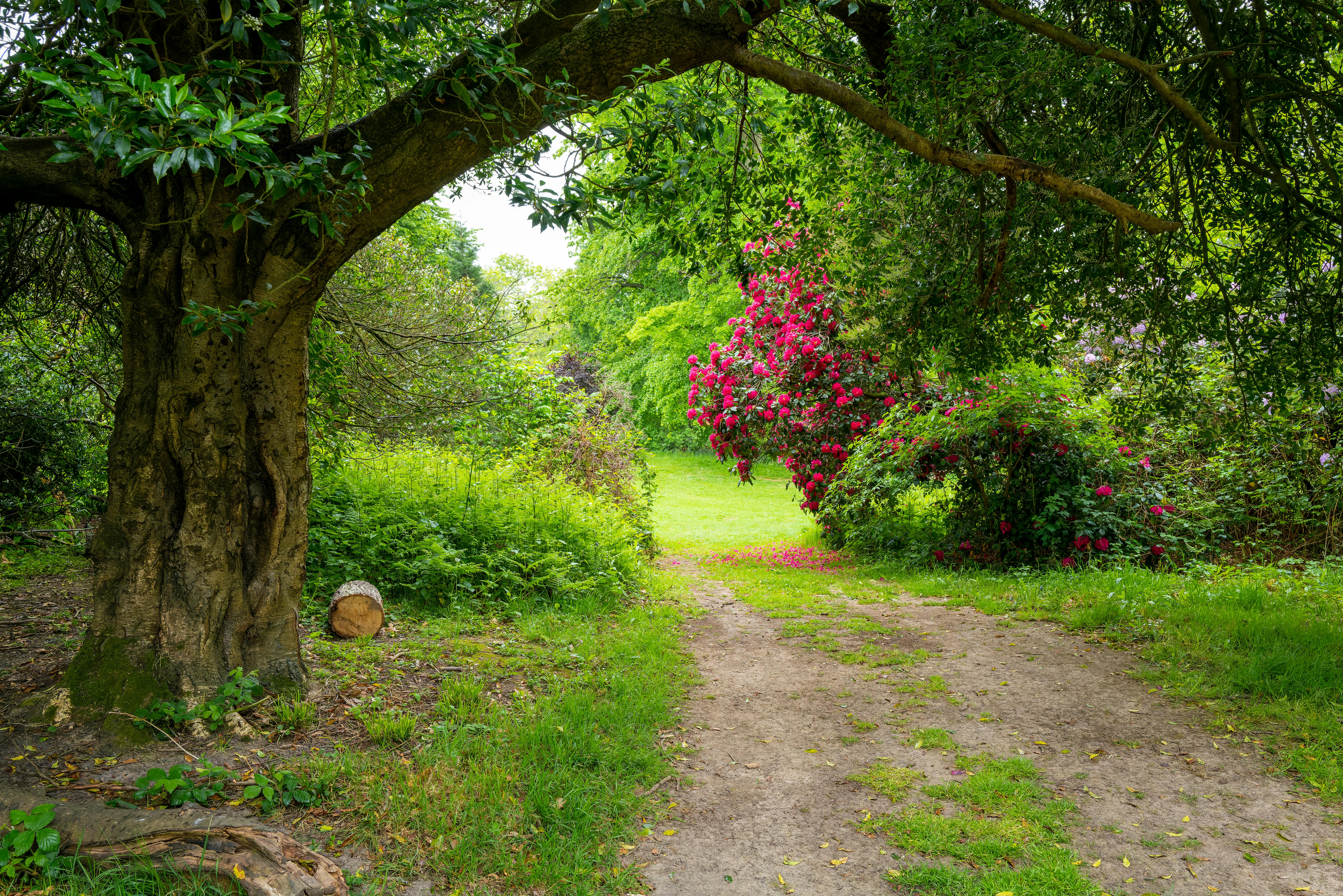 Chemin tranquille à travers un jardin anglais avec une flore estivale vibrante.