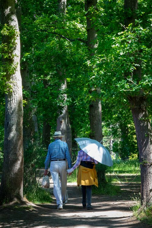Free A couple walks hand in hand under an umbrella in a sunlit forest in England. Stock Photo