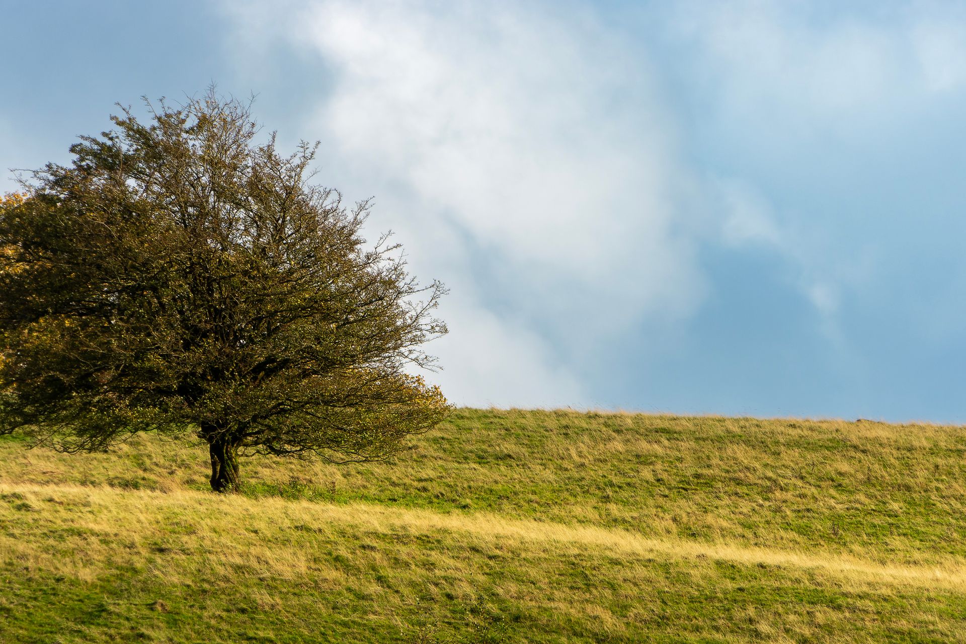 Solitary Tree on Rolling Hills