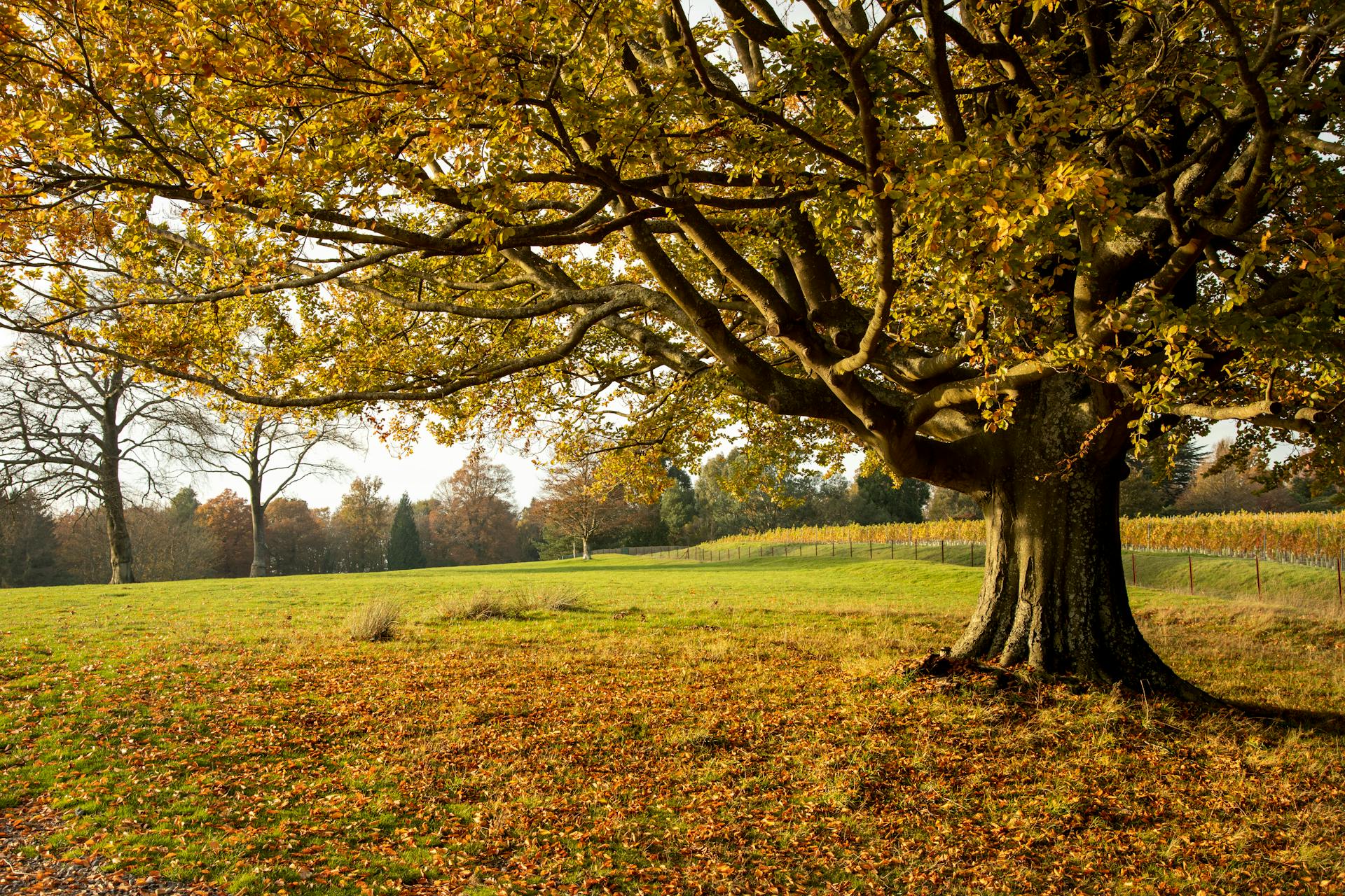 Captivating autumn scenery featuring a majestic oak tree in a tranquil countryside setting.