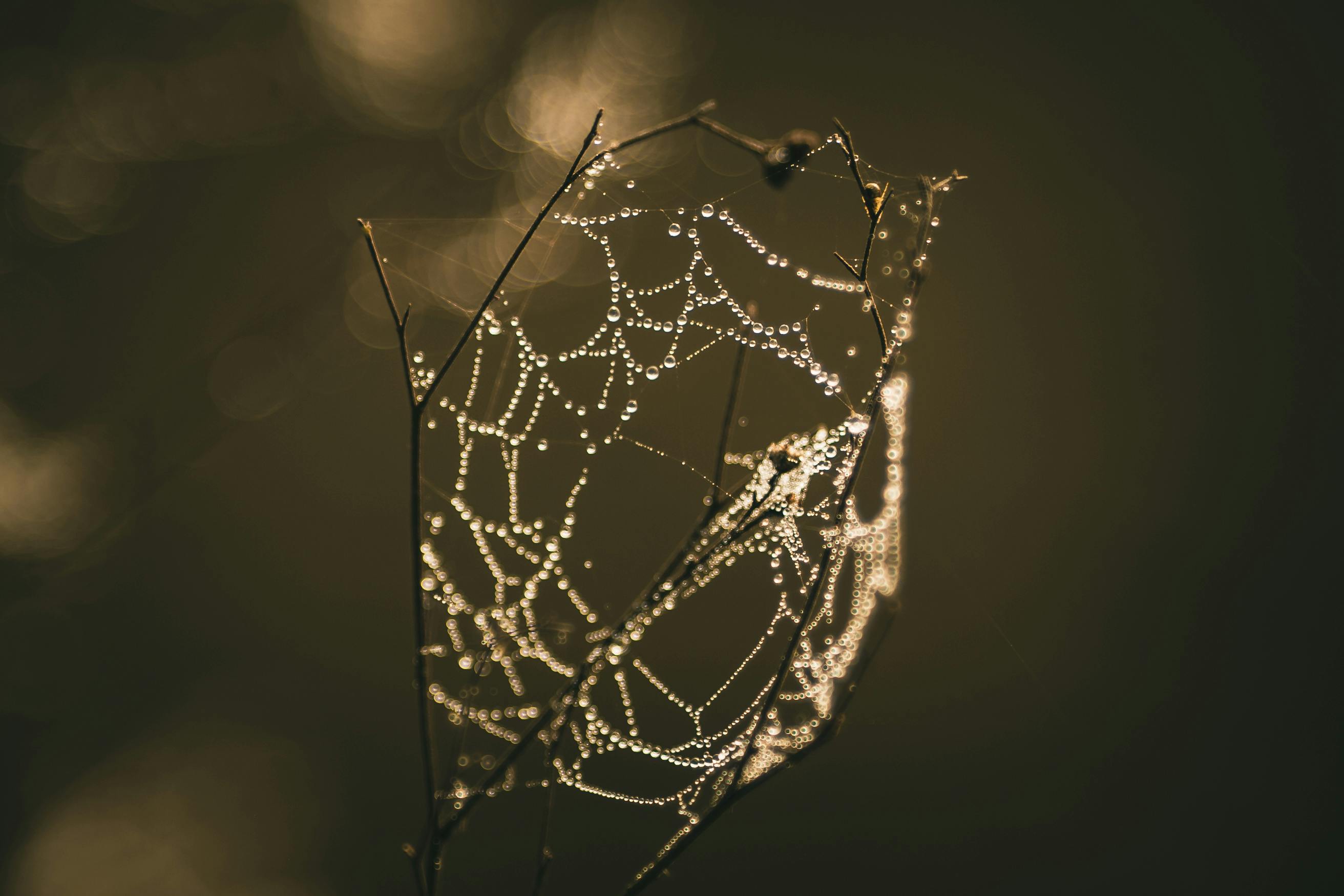 Dew-Kissed Spiderweb