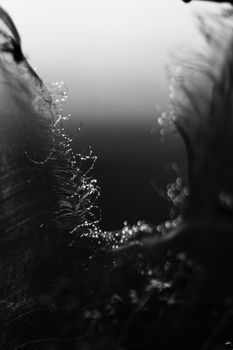 Image by MD. Raktim Raze
