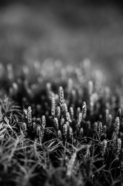 Mesmerizing black and white macro shot capturing the intricate details of moss and spores.