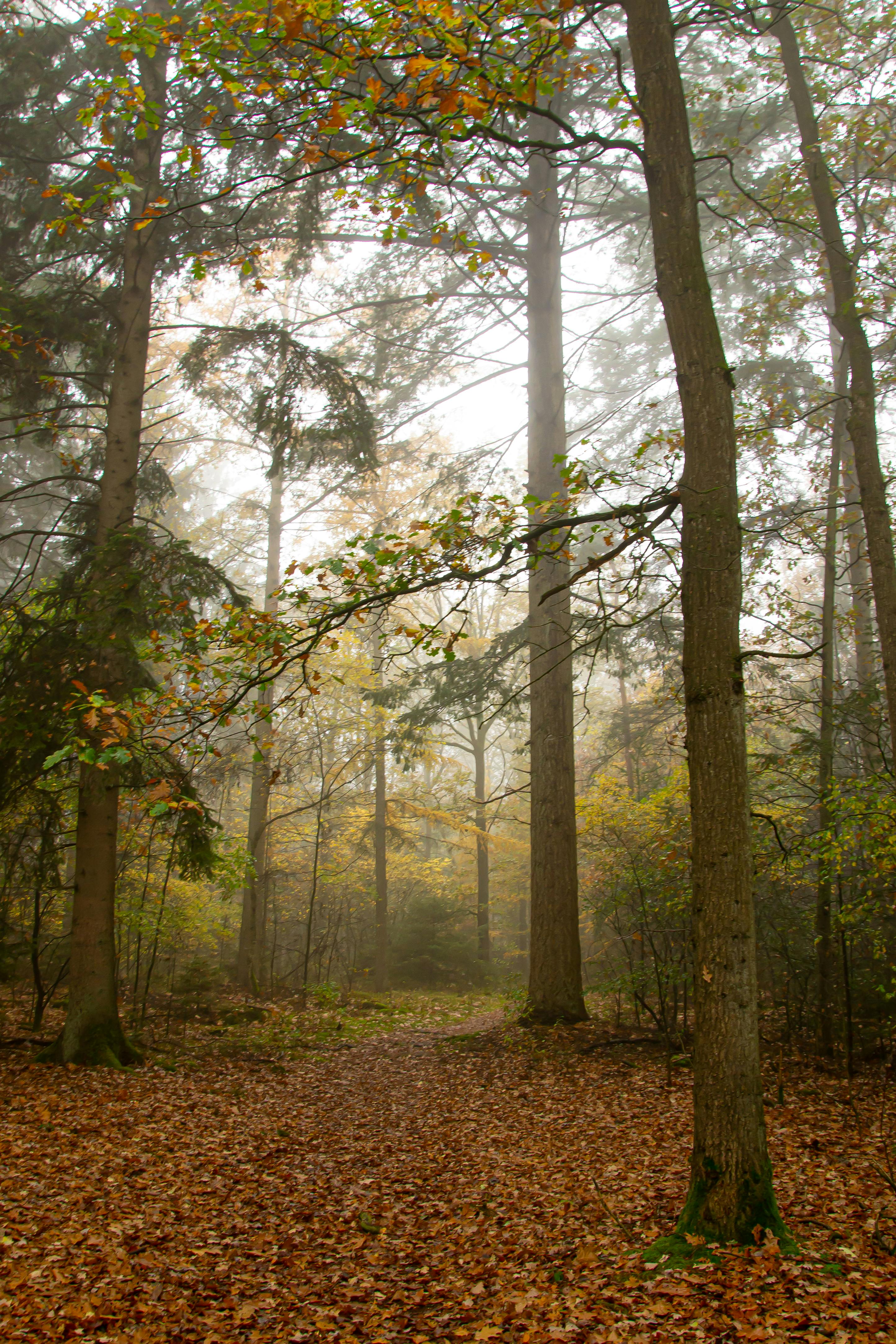 Serene autumn forest scene with misty atmosphere and fallen leaves in Drenthe, Netherlands.