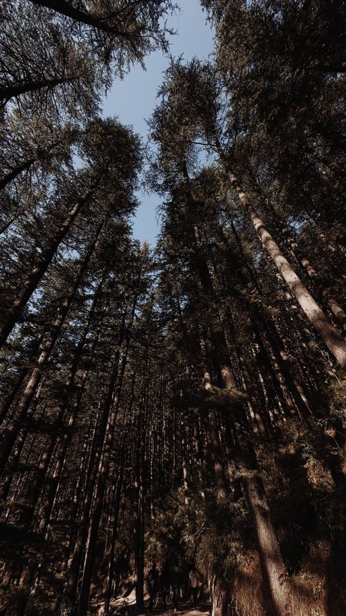 Free Stunning view of towering trees in a lush green forest reaching for the sky. Stock Photo