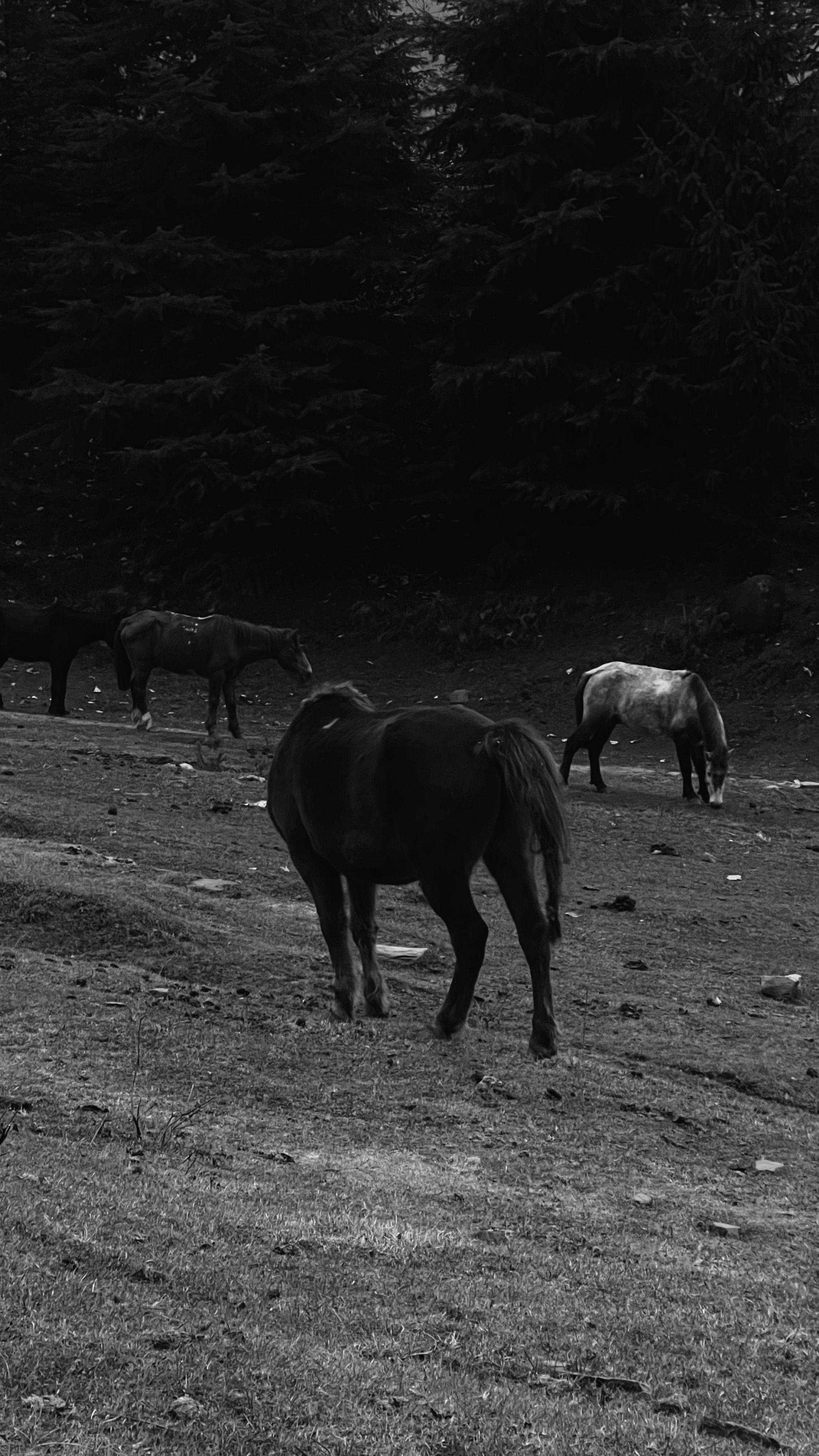 Black and White Horses Grazing in Forest · Free Stock Photo