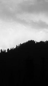 A dramatic silhouette of pine trees on a mountain ridge under an overcast sky.