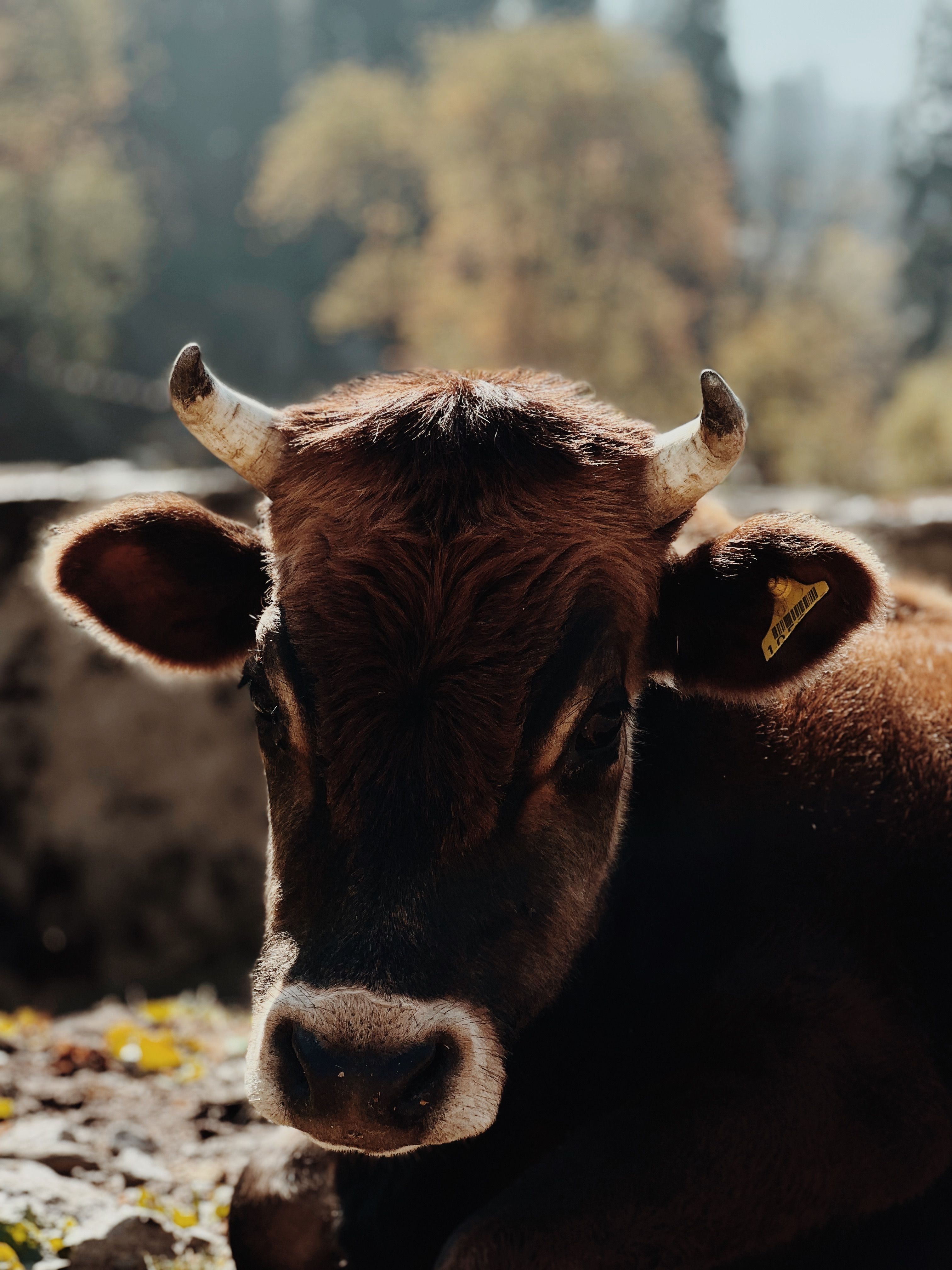 Close-up Portrait of a Brown Cow Outdoors · Free Stock Photo