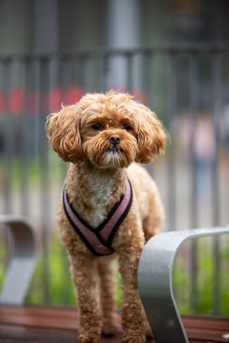 Pepper - photo 1